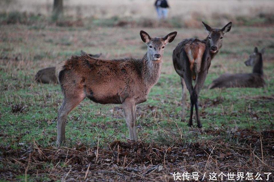 美国出现攻击性僵尸鹿!大脑被病毒啃光 专家