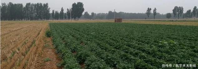 种红薯该如何去种植,很多人都不知道,原来竟是