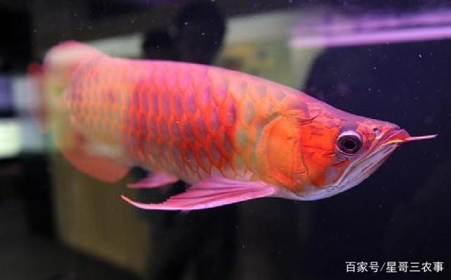 唐山魚(yú)缸搬運(yùn)電話多少?。ㄌ粕紧~(yú)缸搬運(yùn)電話多少啊）