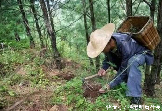 农民在山上摘草药时看见一块“石头”凑近一看, 赶紧请来专家