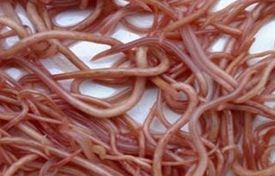 5岁女童半夜总喊肚子疼,送医检查后,医生一番