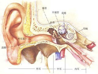 耳朵的里面是什么样子