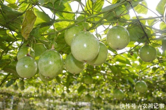 农民种植特色“有价无市”的它，年收益十几万元