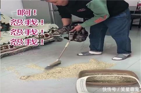 宠主自己打翻的网友跪着也要扫完!猫砂表情包图片的人快乐最网上混图片
