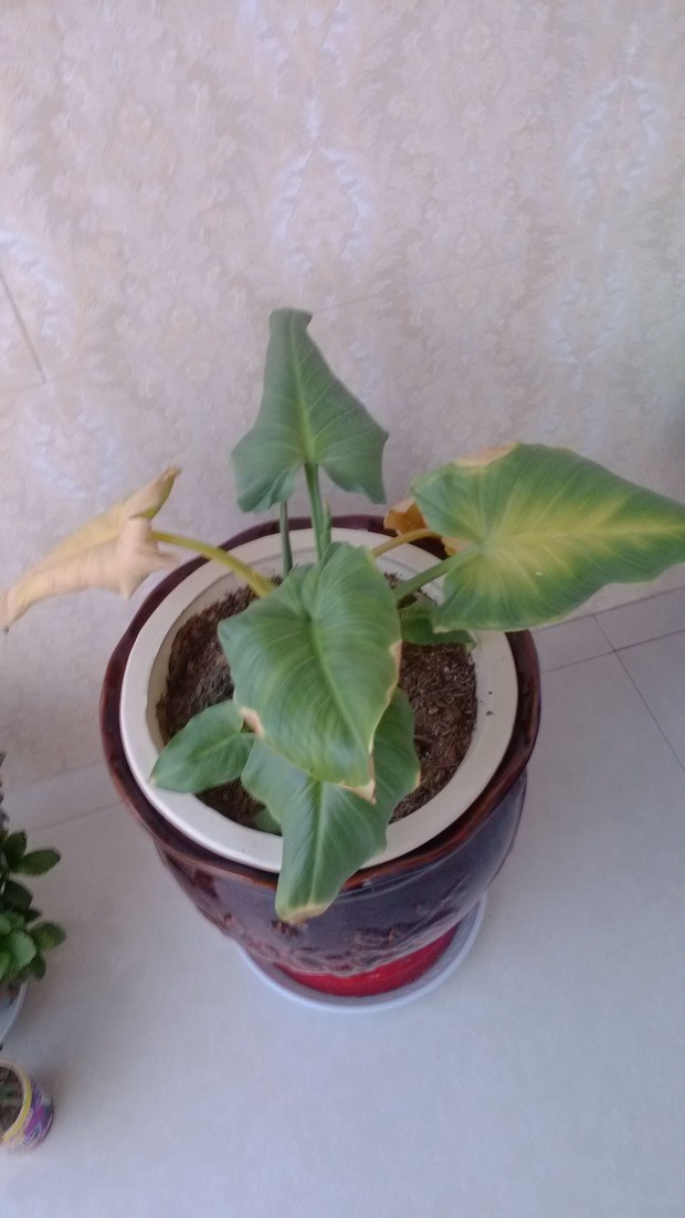 马蹄莲花叶子黄了