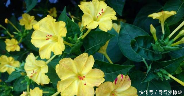 家里再穷也要养这盆花,香味儿可以当饭吃,烦恼