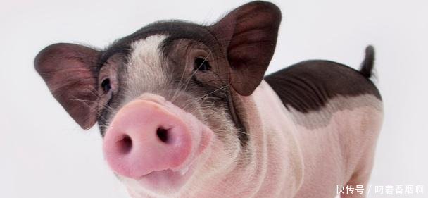 预防和治疗猪流感,了解它的症状是关键,养殖户