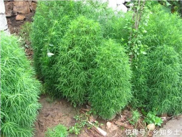 农村这种坟头草，隔年就能蔓延半块地，如今变成高端菜走进饭店