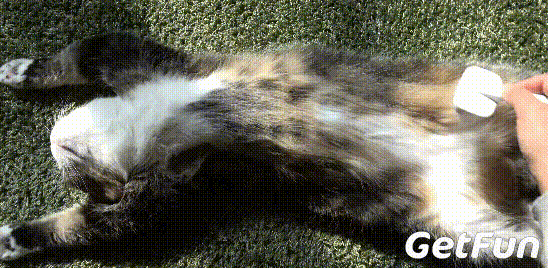 这只大脸猫空有一身肥肉,每次打架都被猫妹妹碾压