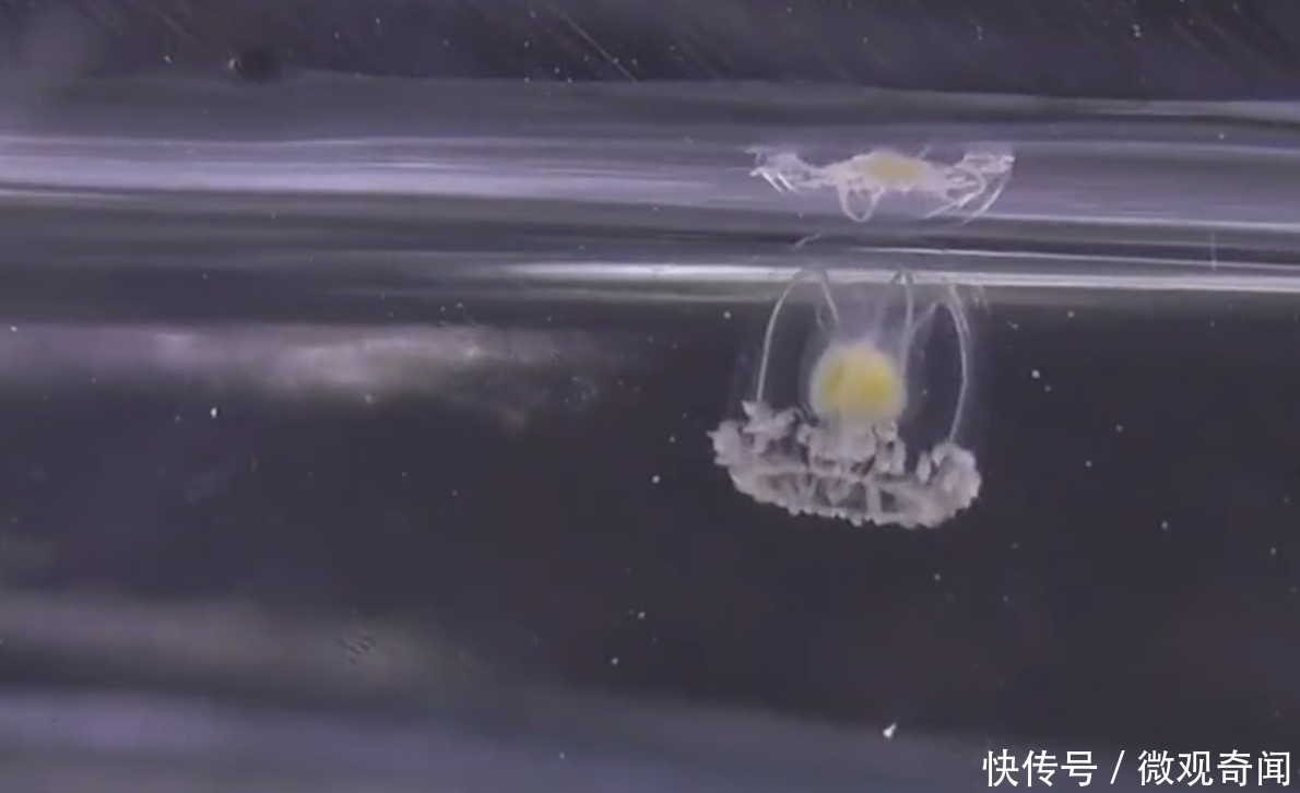 这种生物虽能永生,但并不代表它不会死,实际上