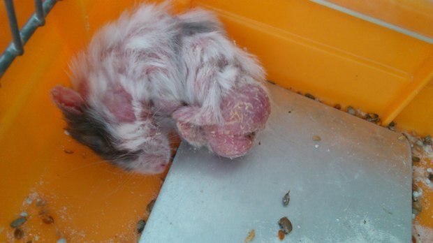 仓鼠什么时候成年图片