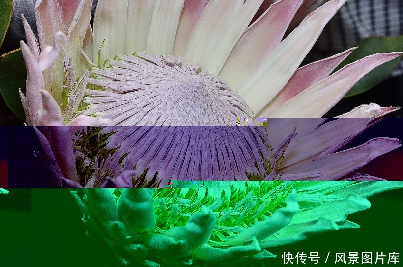 全世界最富贵华丽普蒂亚花，帝王花图片欣赏