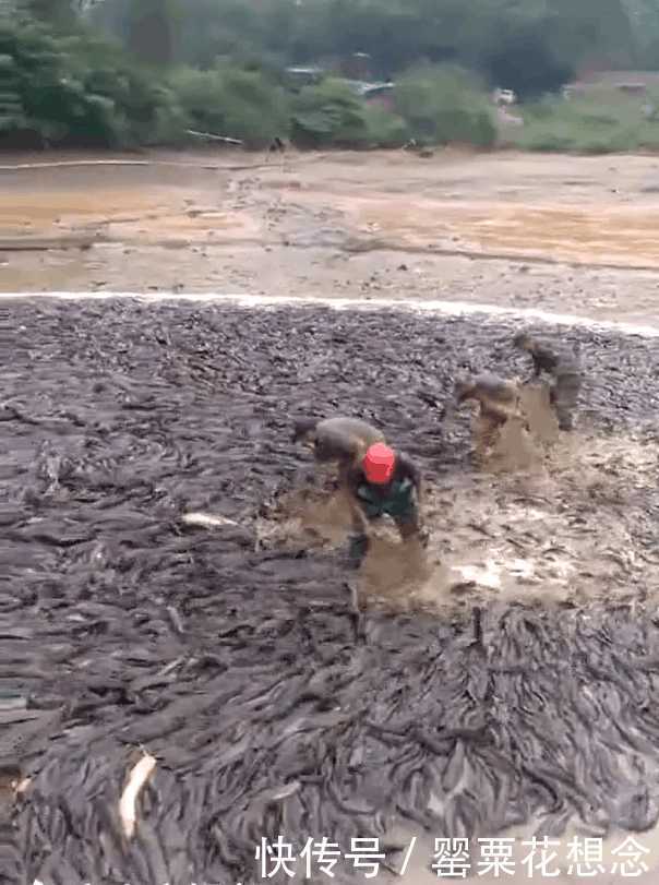 鱼塘抽干水后，密密麻麻全是这种鱼，网友泛滥成灾也不敢吃！