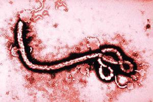 埃博拉病毒介绍
