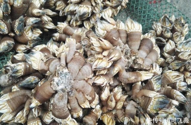 大婶卖“不寻常”海鲜,一斤30元,路人不敢买,我偷乐买走5斤 澳门星际娱乐彩票