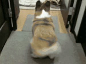 小动物扭起来竟然如此魔性