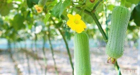 宝宝吃丝瓜有什么好处 食谱推荐