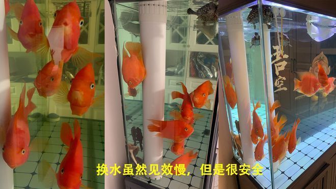 鯉魚養(yǎng)魚缸里水腥臭怎么辦（鯉魚養(yǎng)魚缸里水腥臭怎么辦呢）