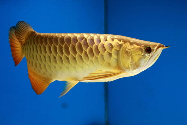 蒼南縣靈溪鎮(zhèn)靈漁水族館（蒼南縣靈溪鎮(zhèn)靈漁水族館電話）