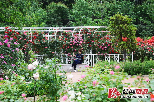 5·1出游计 | 长沙,有条飘满彩色香气的玫瑰花径
