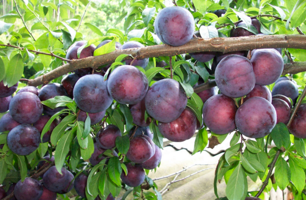 黑布林李子的授粉树是什么_360问答