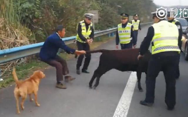 宜昌一高速上堵车了 最终交警靠一头母牛来解