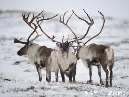 挪威突然下令大量射杀驯鹿竟在圣诞期间,其做