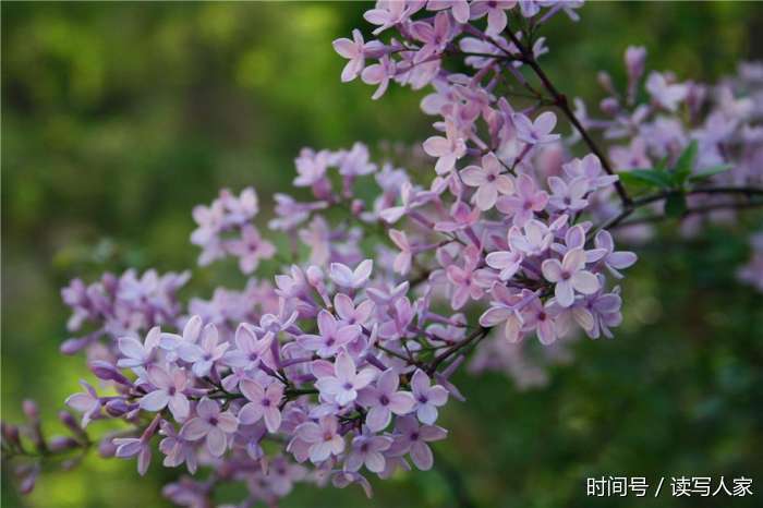 天水新岔村俗称"怕怕梢"洋名紫丁花香遍田野 香气扑面花香万【图文