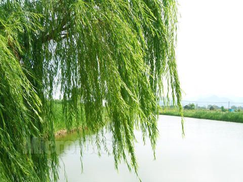 垂柳 柳树 树 480_360图片