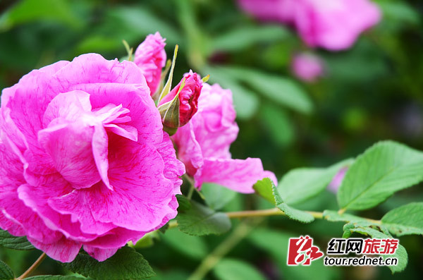 5·1出游计 | 长沙，有条飘满彩色香气的玫瑰花径