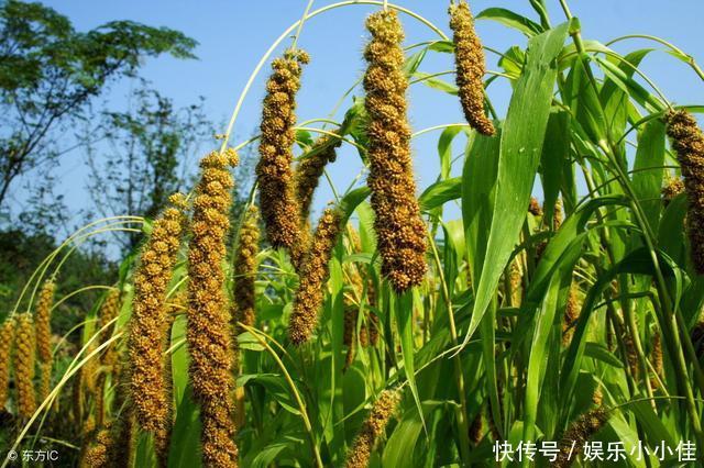 常喝小米粥,有什么好处?适合哪些人常喝?