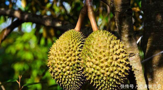 万千水果中产生了众多水果之王,我只衷情于它