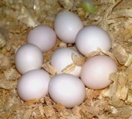 鹦鹉蛋有黑斑吗