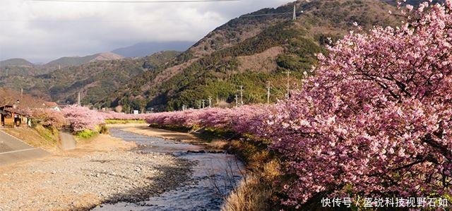2019日本赏樱攻略6条樱花线,一片花瓣都不放