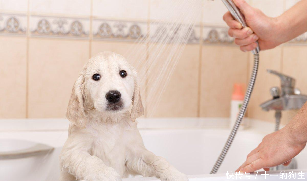 如果你在家都这样给狗洗澡,那你家狗体质不差
