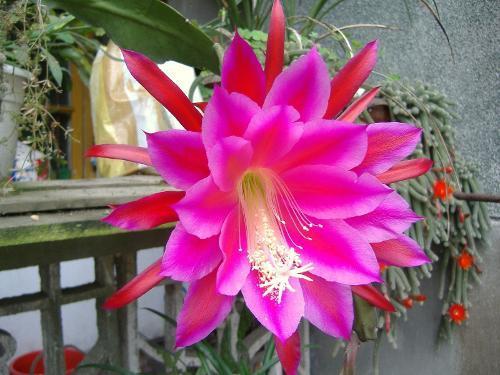 昙花出花蕾时怎样养