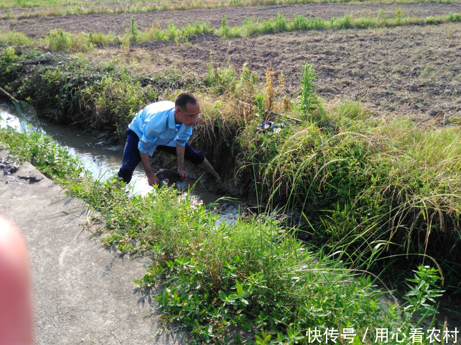 农村小龙虾太多了，水沟中直接用手捉，一会儿收获半桶！