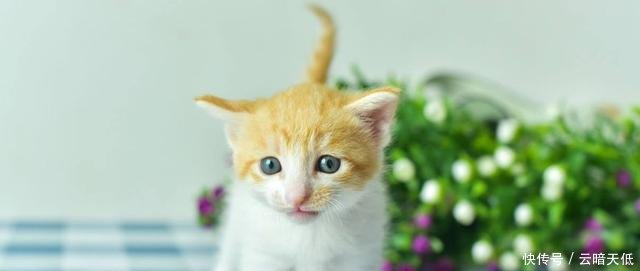 小奶猫为什么会拉软便,猫咪的便便要是不成形