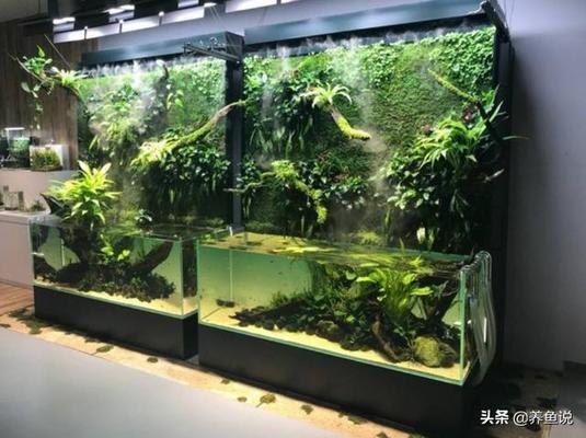 綿陽水族館買了幾條小草金全當(dāng)練手別的問題沒發(fā)現(xiàn)就是這幾個老弟喜歡聚堆面壁老是拿屁股對著我得臉