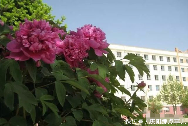 怀念在宁县一中三年的开水泡馍加辣子的苦涩的