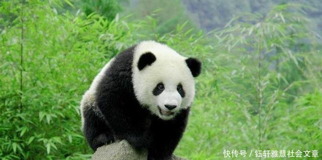 成都大熊猫玩菜刀,现实版功夫熊猫吓到游客,官