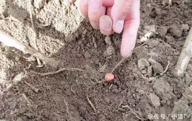 急！12号说好的雨能不能下？头12号前播种可行吗？已经播种的玉米