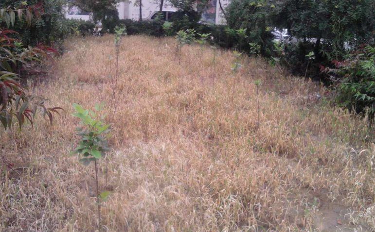 悲情除草剂,本是农村销量明星,却无奈让人喝