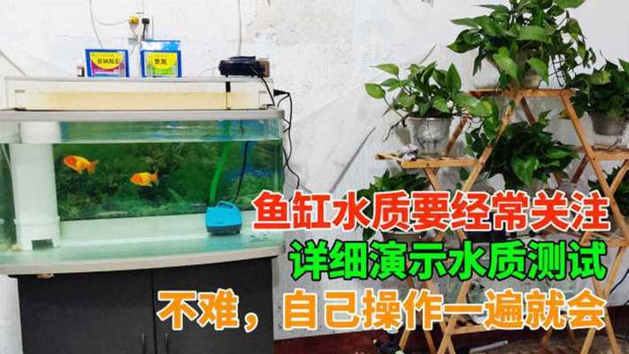 羅漢放在別的缸了沒魚跟他搶食吃得沒那么猛了