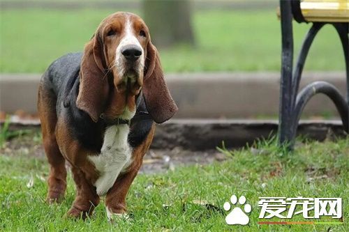 巴吉度猎犬智商 智商排名在120名左右_360问