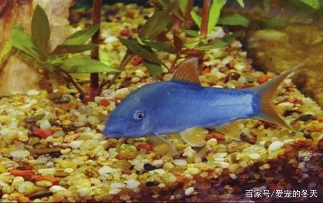 一米二魚缸上濾改造最佳方法（帶蓋魚缸上濾改造最佳方法） 魚缸百科