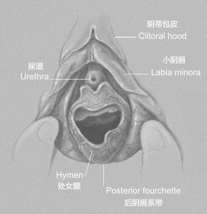处女膜可以看到吗?什么样子的,可否配图说明,