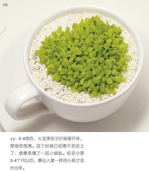 火龙果里那些黑黑的种子可不可以发芽啊?