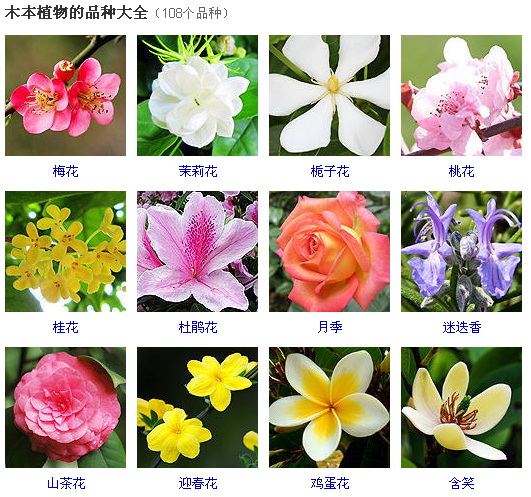 春天开花的树有哪些啊_360问答