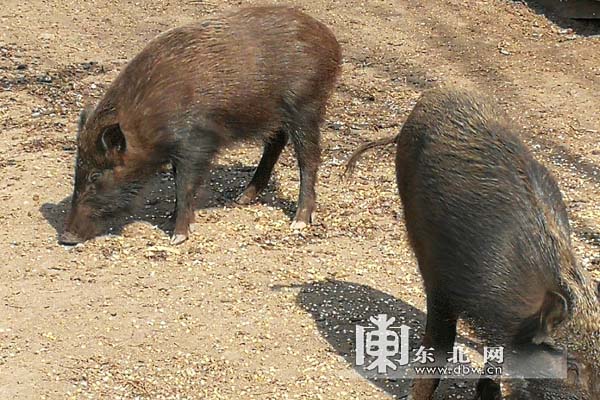 【早春走龙江】赴金山屯来一场原生态养生之旅